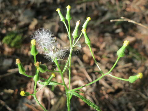 Image of wood groundsel, heather groundsel