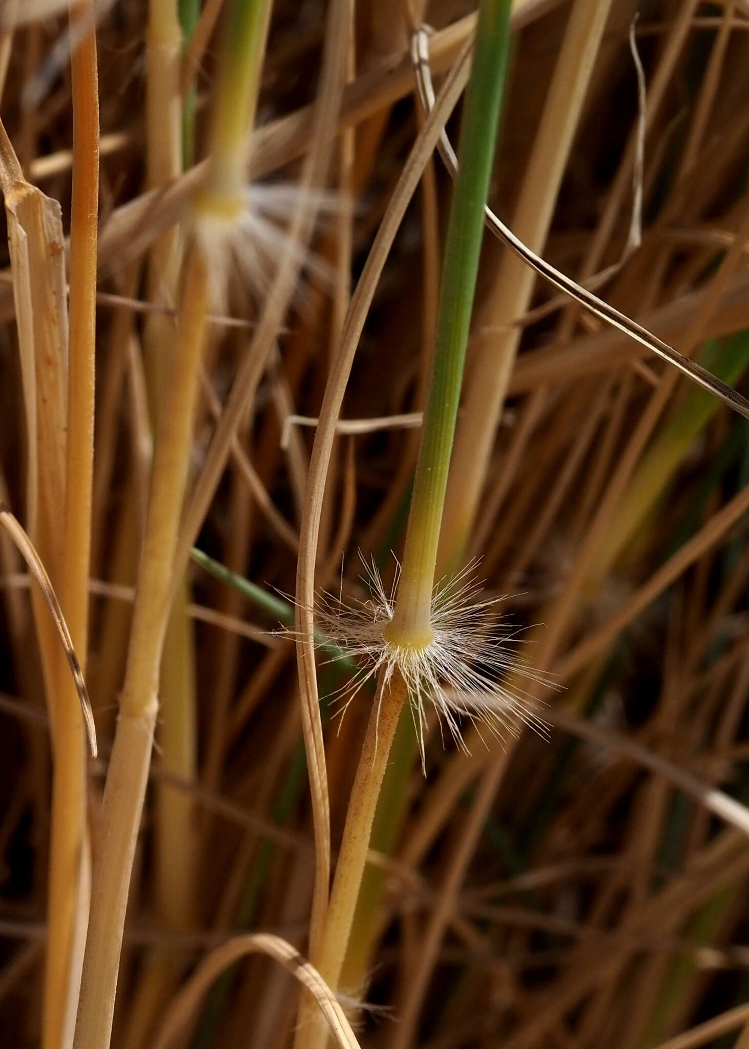 Image de Stipagrostis ciliata (Desf.) De Winter