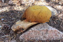 Image of Butyriboletus abieticola (Thiers) D. Arora & J. L. Frank 2014