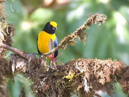 Image of Orange-bellied Euphonia