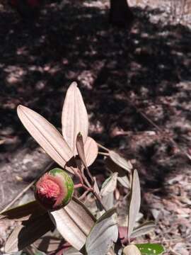 صورة Sarcolaena oblongifolia F. Gérard