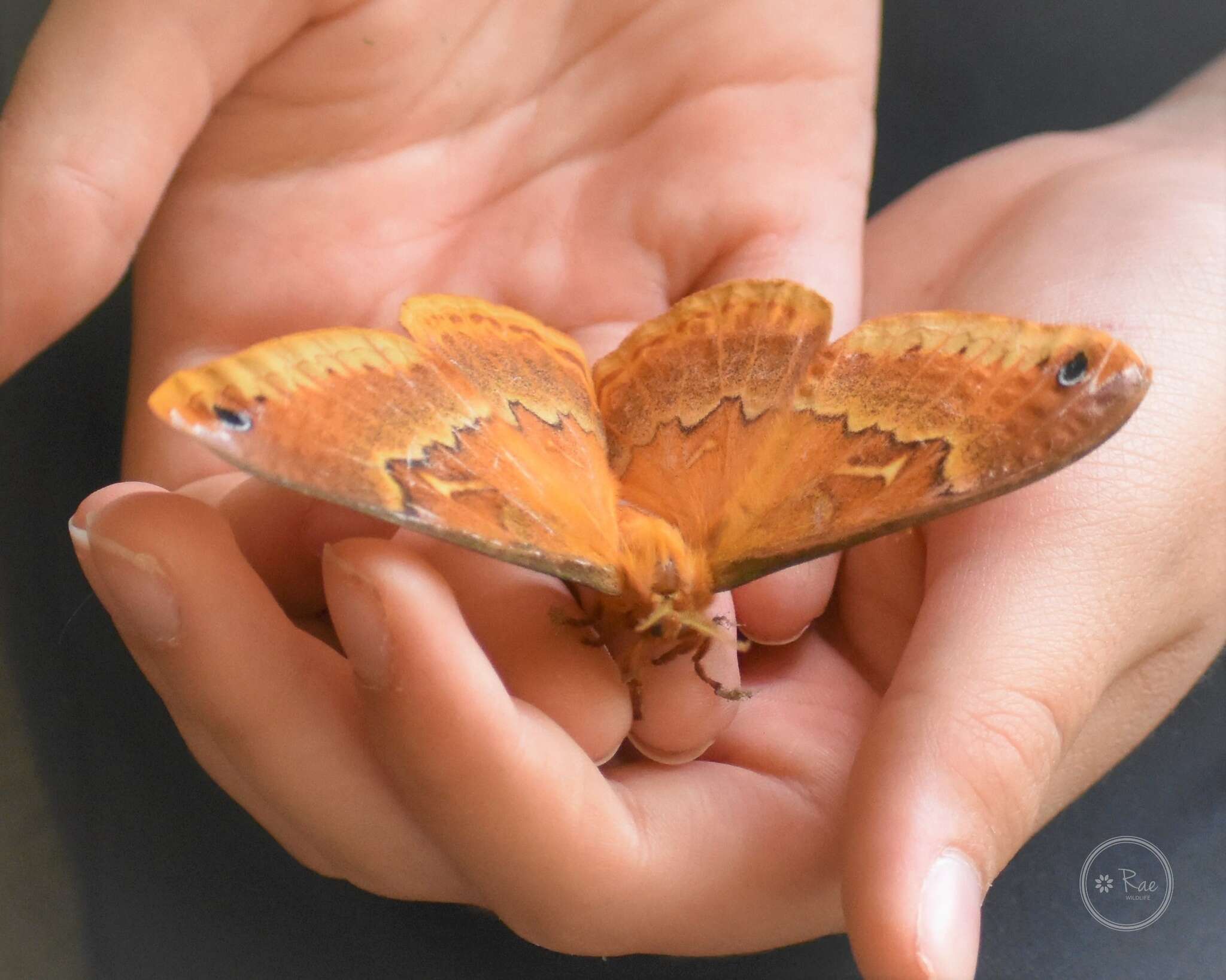 Image of Sweetbay Silk Moth