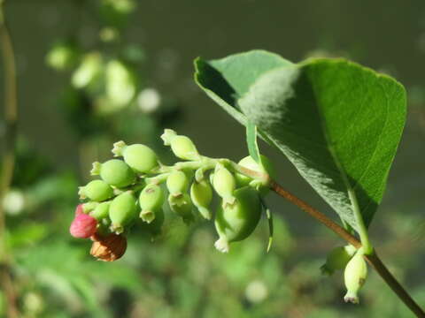 Image of common snowberry