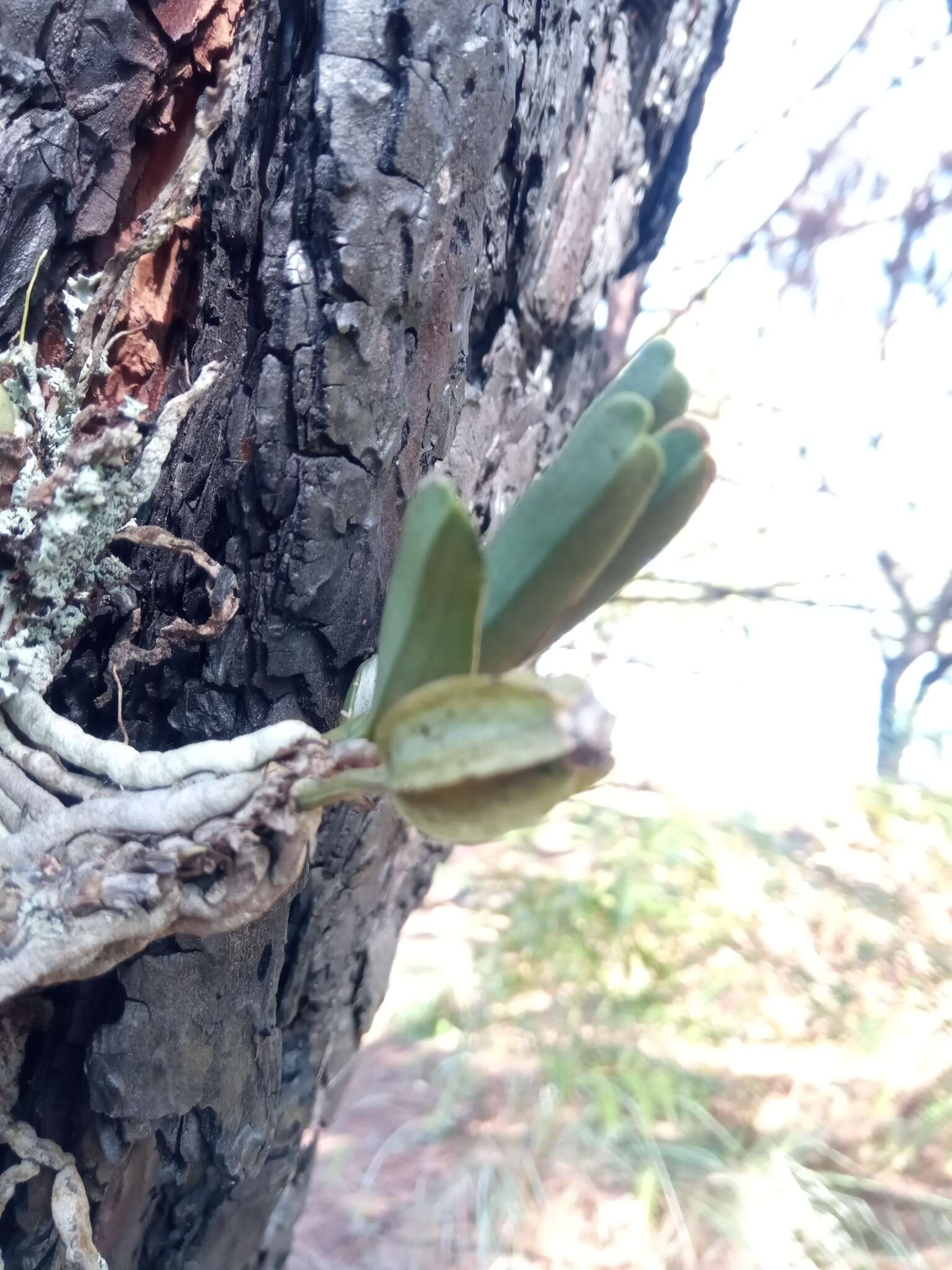 Image of Angraecum didieri (Baill. ex Finet) Schltr.