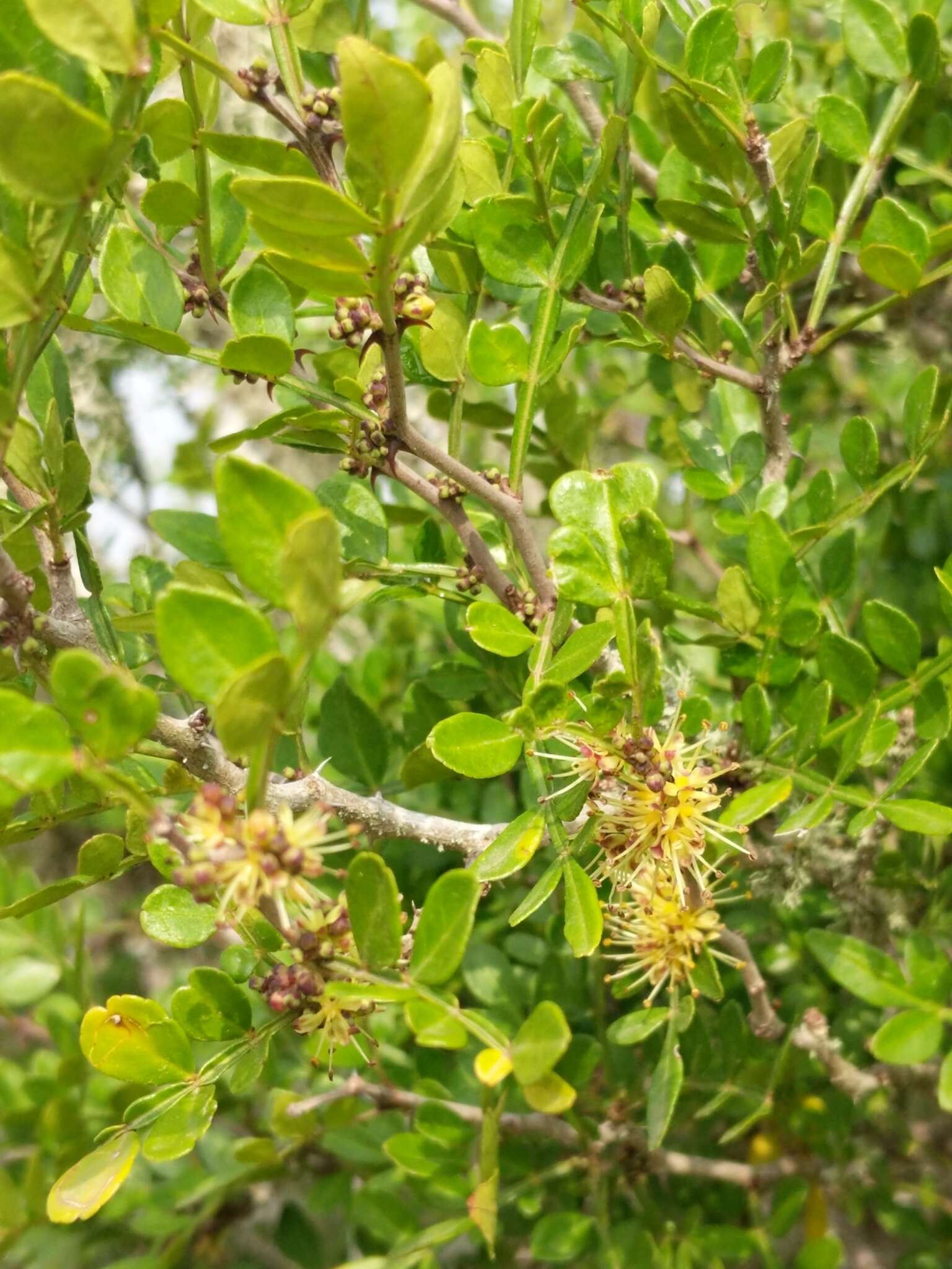Image of lime pricklyash
