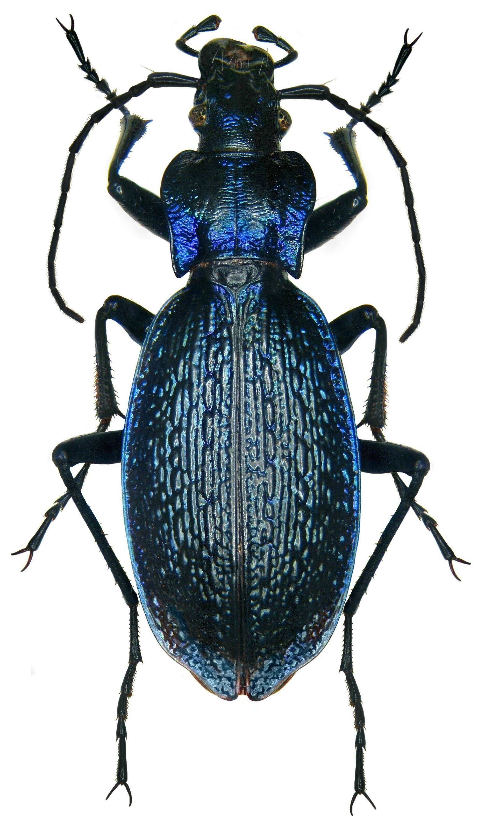 Image of Blue Ground Beetle