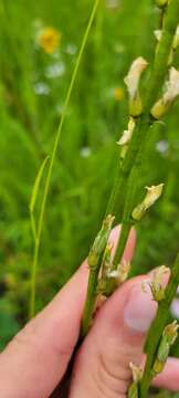 Image of Palouse milkvetch