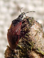 Image of Melanocoris nigricornis Van Duzee 1921