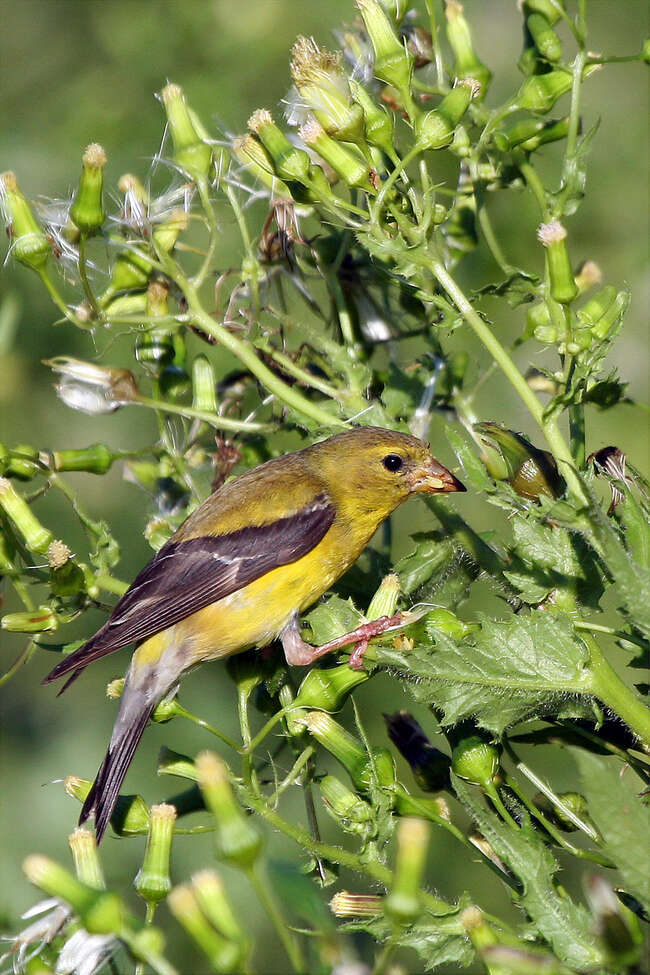 Image of American Goldfinch