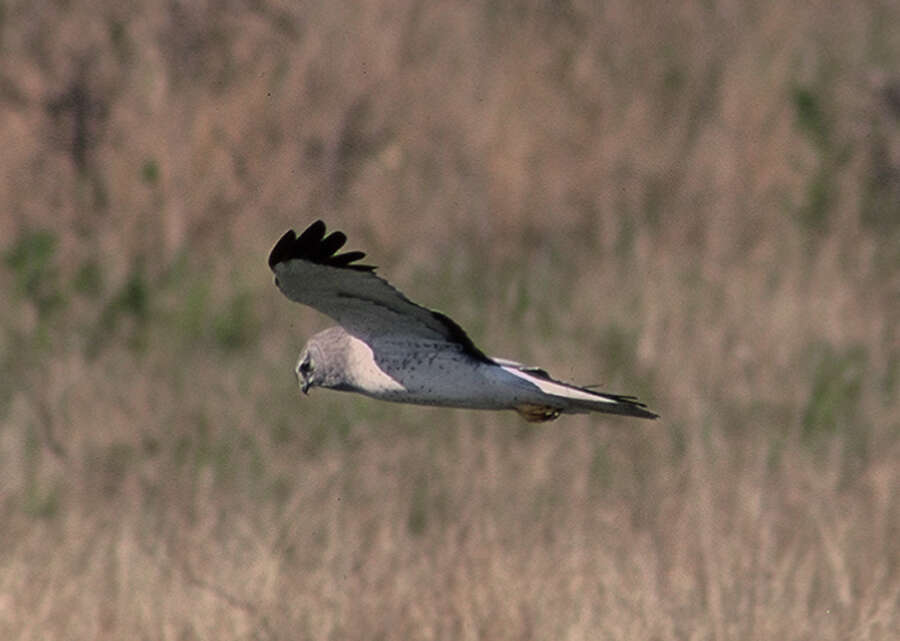 Image of Northern Harrier