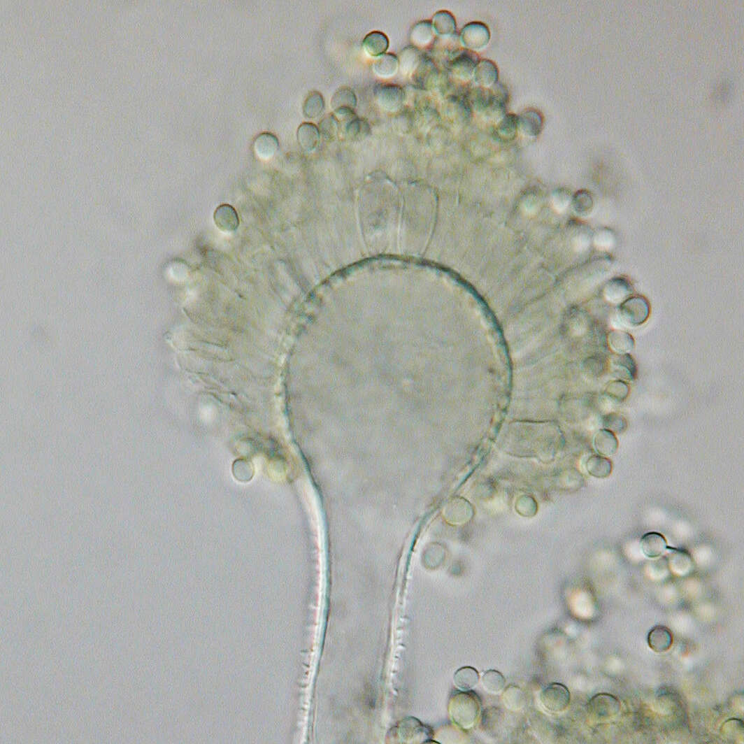 Image of Aspergillus flavus Link 1809