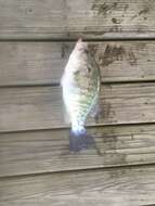 Image of White Crappie