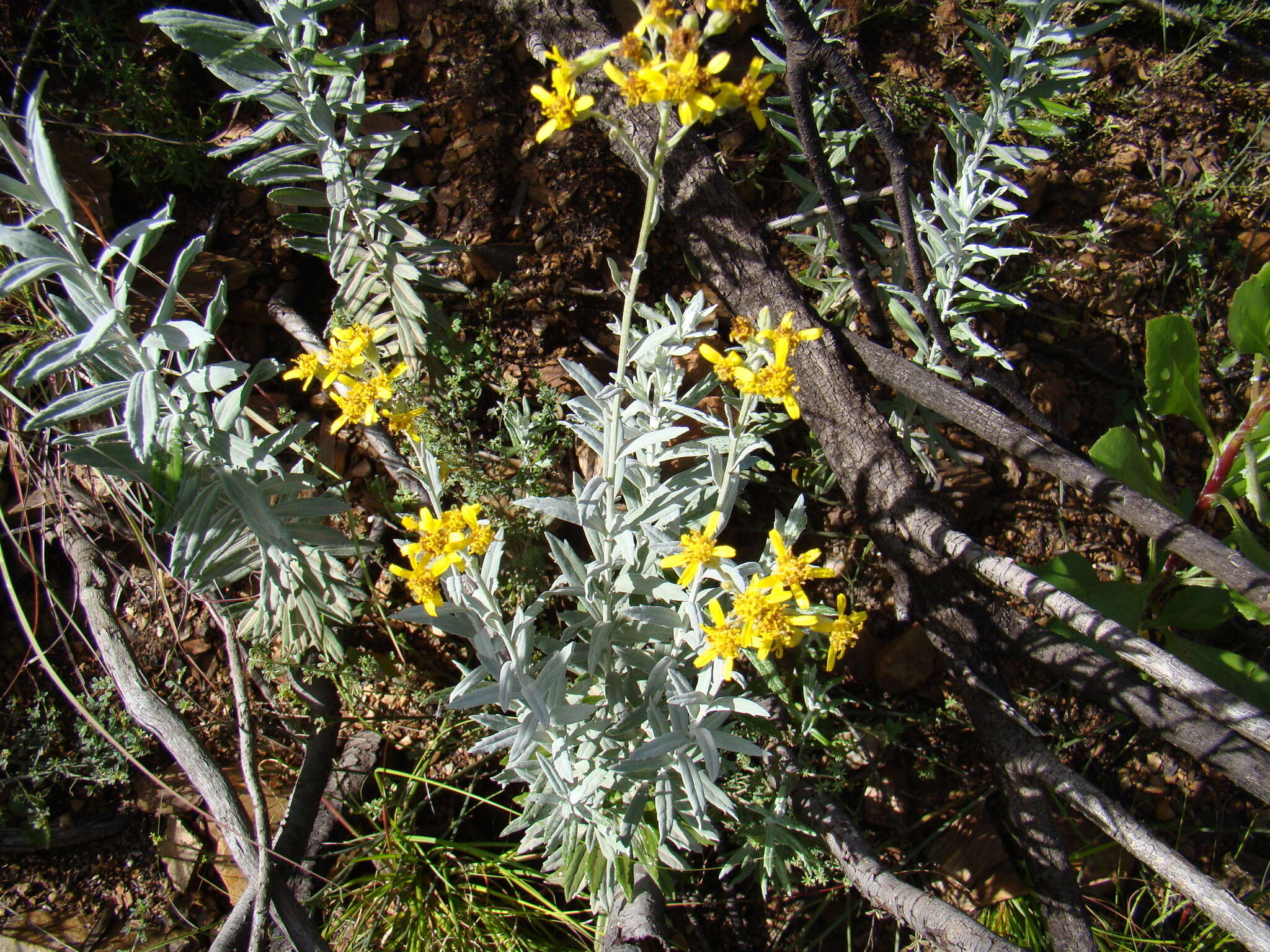 Image de Senecio lineatus (L. fil.) DC.