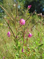 Слика од Epilobium hirsutum L.