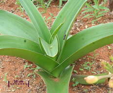 Imagem de Crinum stuhlmannii Baker