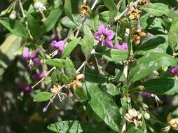 Image of matrimony vine