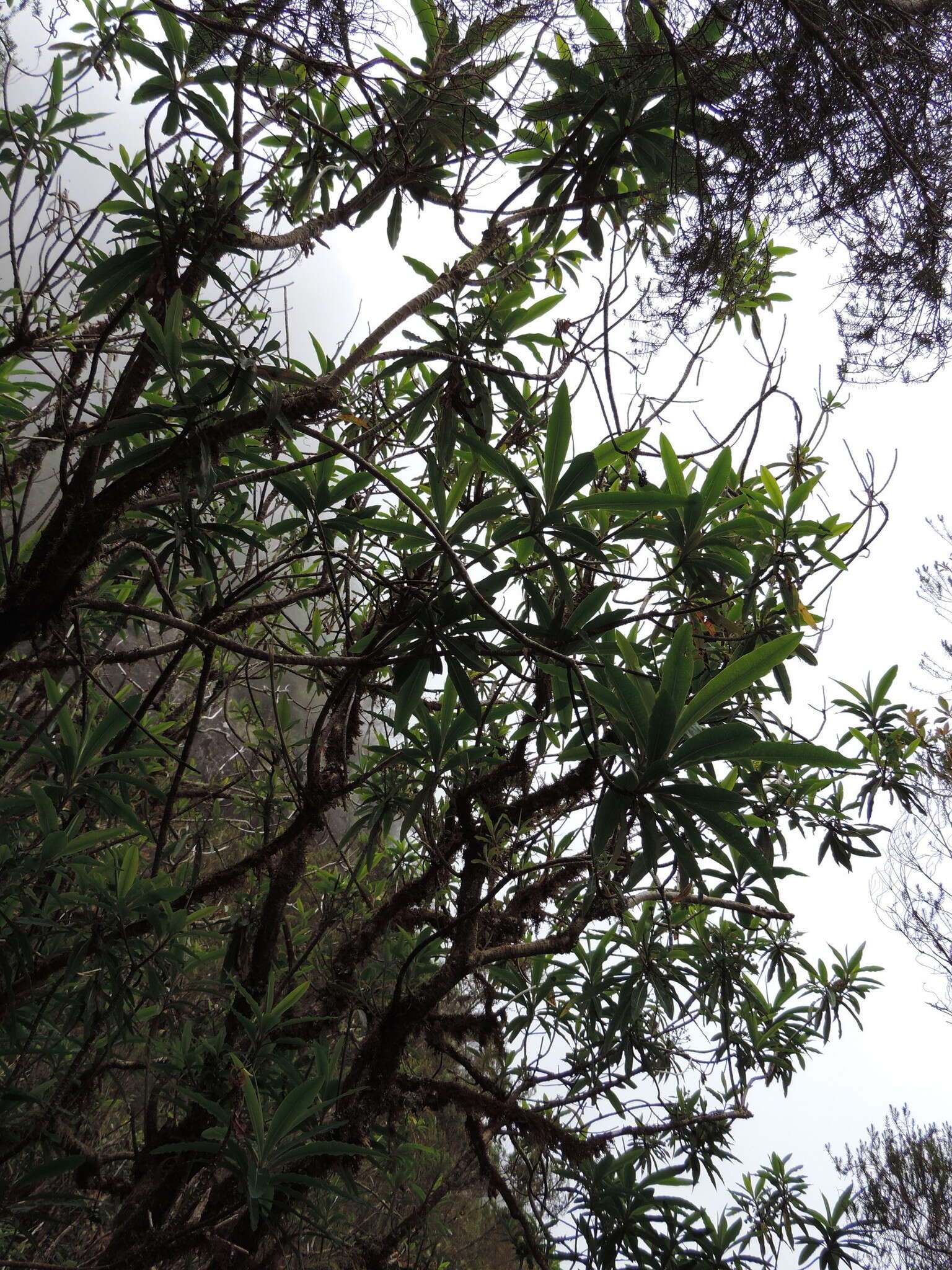 Image of Canary Spurge