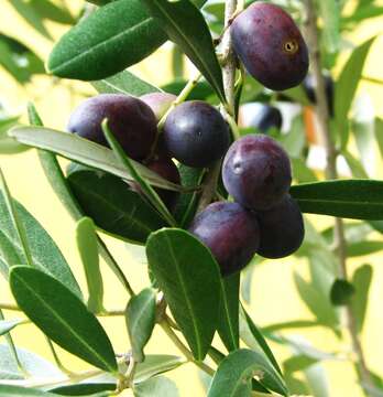 Image of olive tree