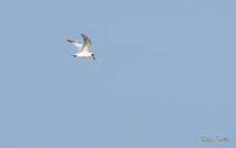 Image of Snowy-crowned Tern