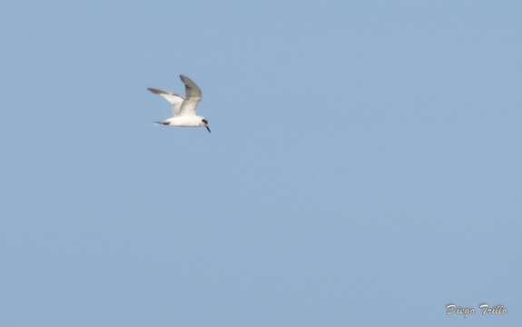 Image of Snowy-crowned Tern