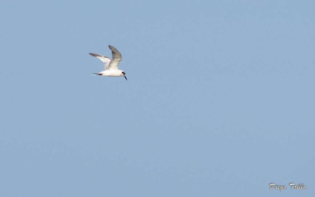 Image of Snowy-crowned Tern