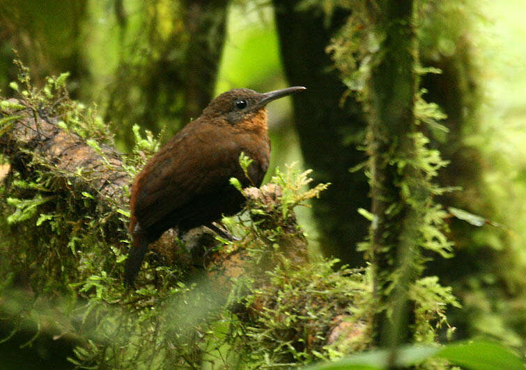 Image of Dusky Leaftosser