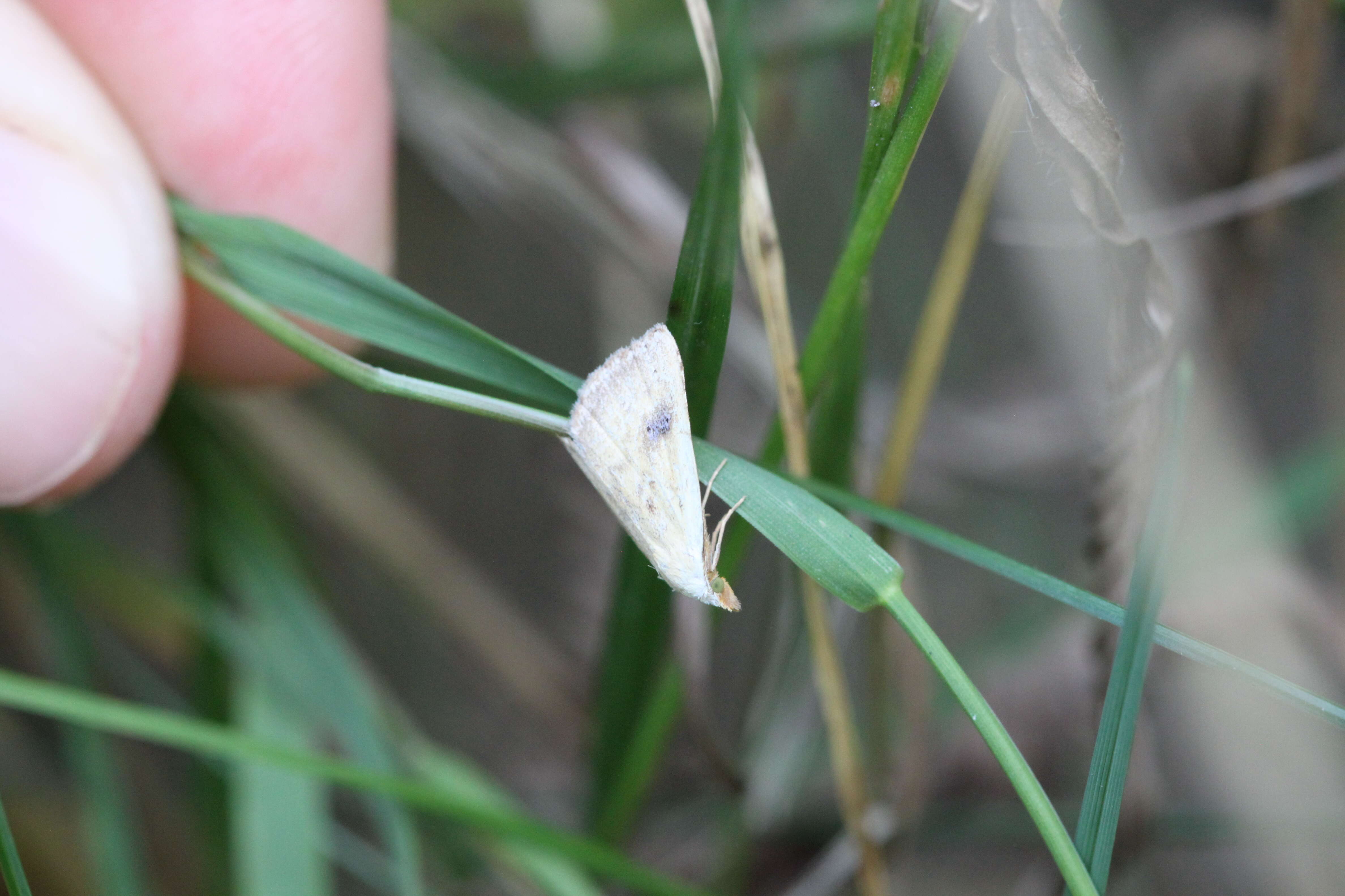 Image of straw dot