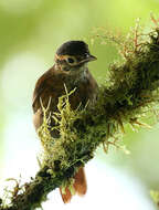 Image of ovenbirds