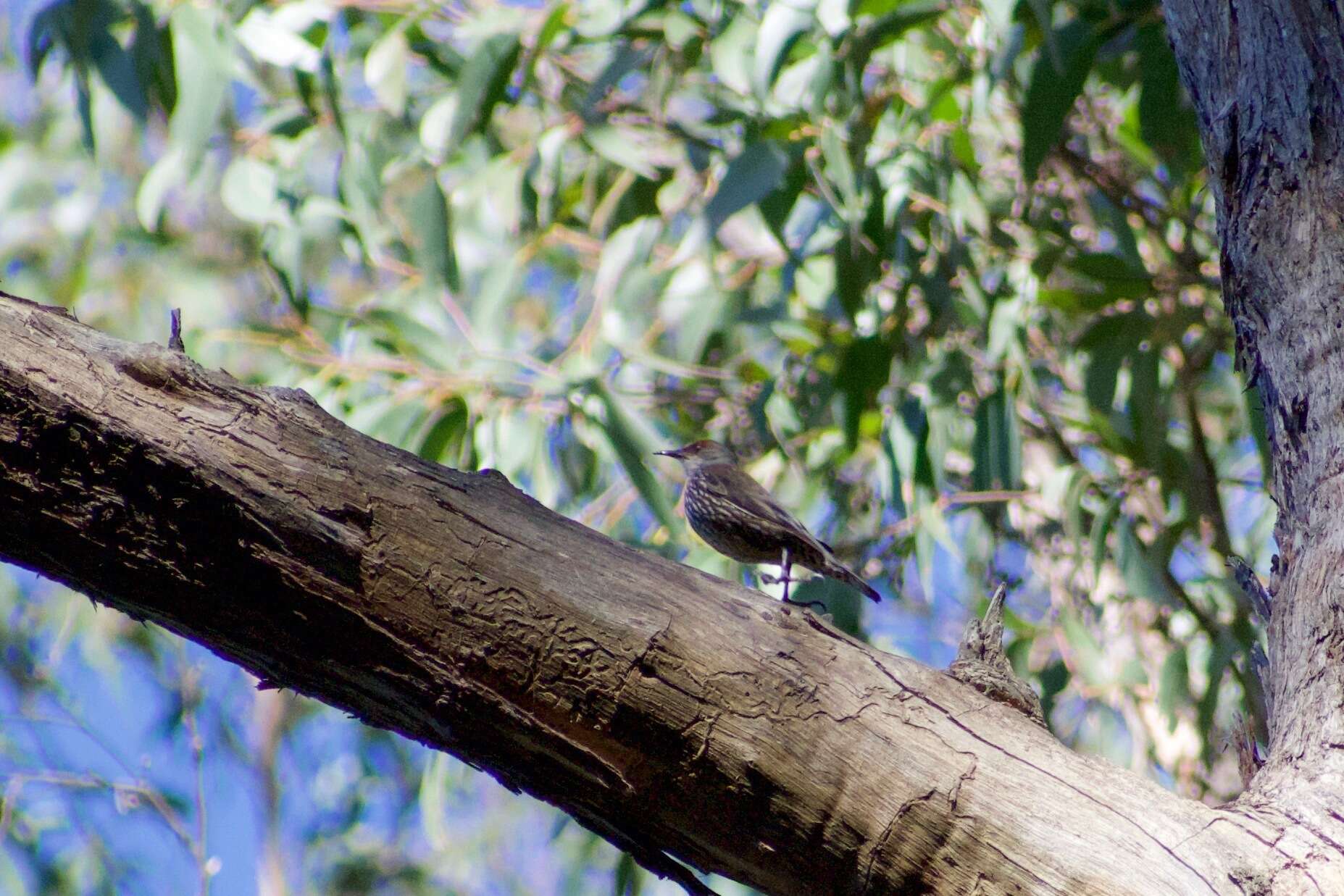 Image of Red-browed Treecreeper