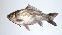 Image of Gibel carp