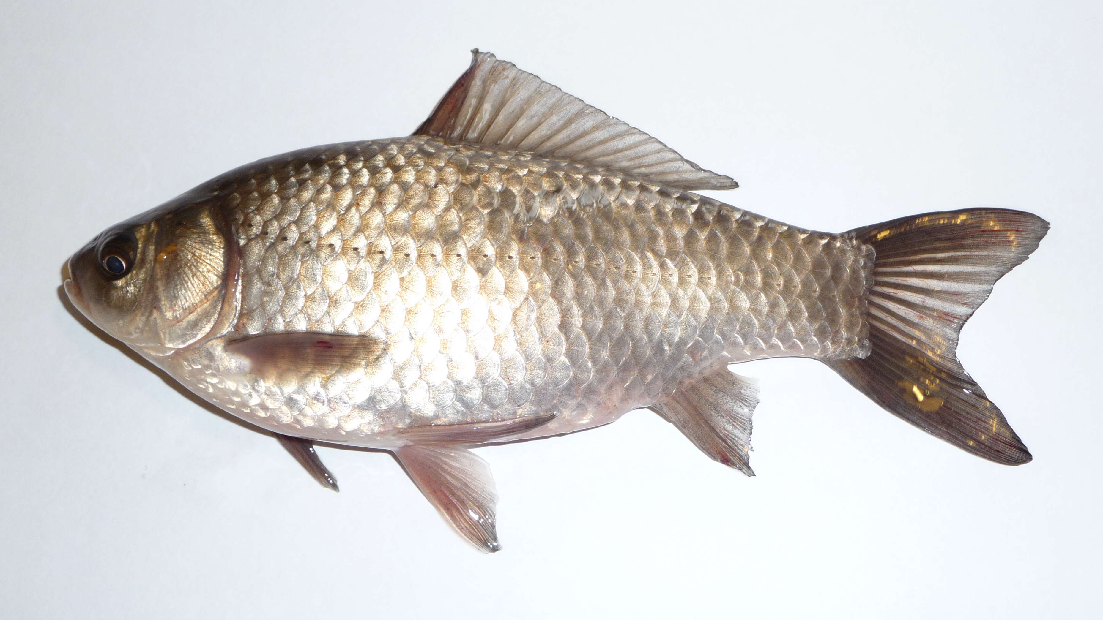 Image of Gibel carp