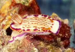 Image of Hypselodoris fucata Gosliner & R. F. Johnson 1999