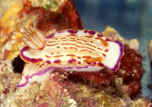 صورة Hypselodoris fucata Gosliner & R. F. Johnson 1999