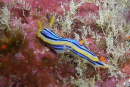 Image of Chromodoris elisabethina Bergh 1877