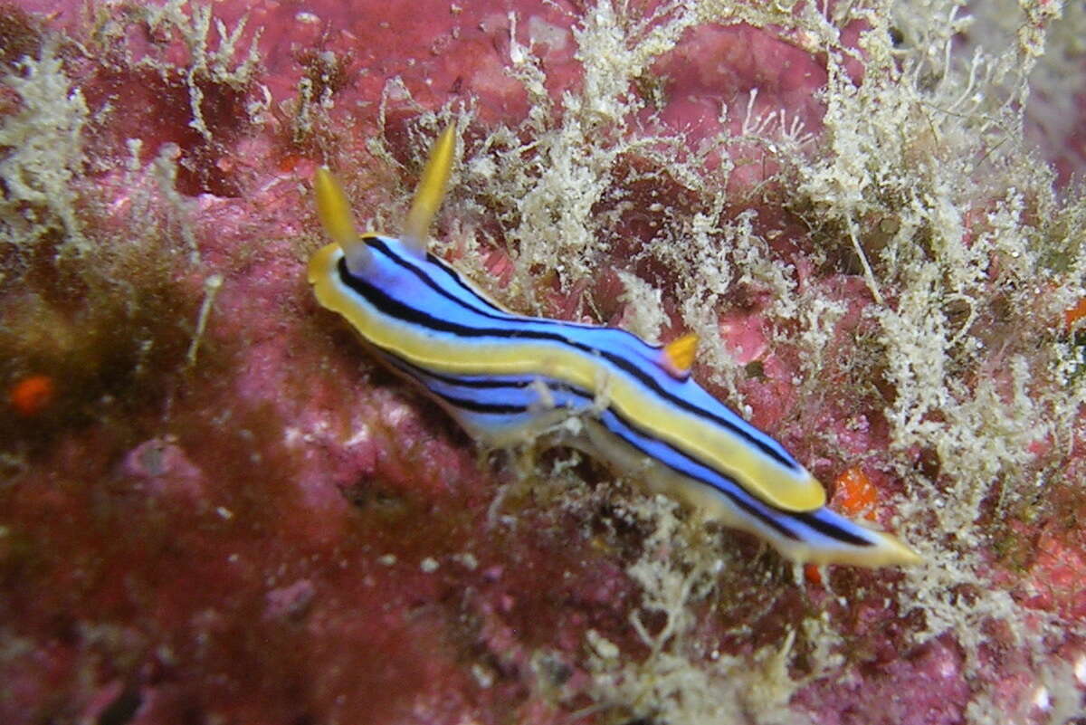 Image of Chromodoris elisabethina Bergh 1877