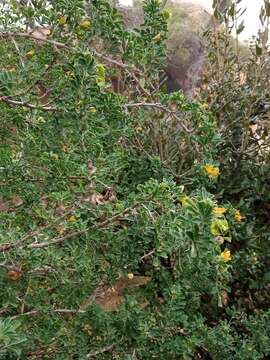 Image of Medicago arborea subsp. arborea