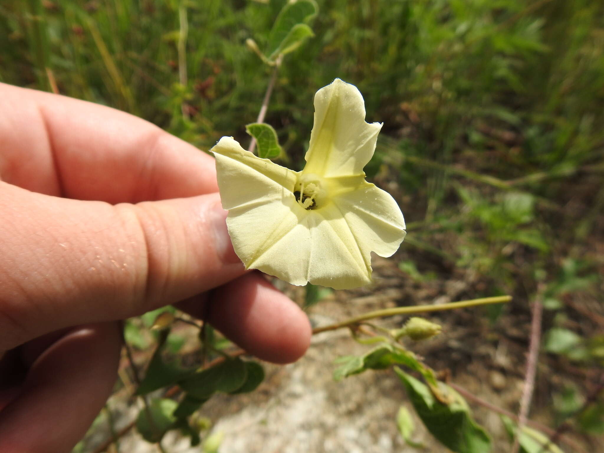 Image of Ipomoea obscura var. obscura