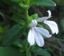 Image of Justicia tubulosa (Nees) T. Anders.