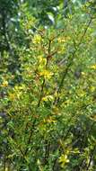 Image of Hypericum limosum Griseb.