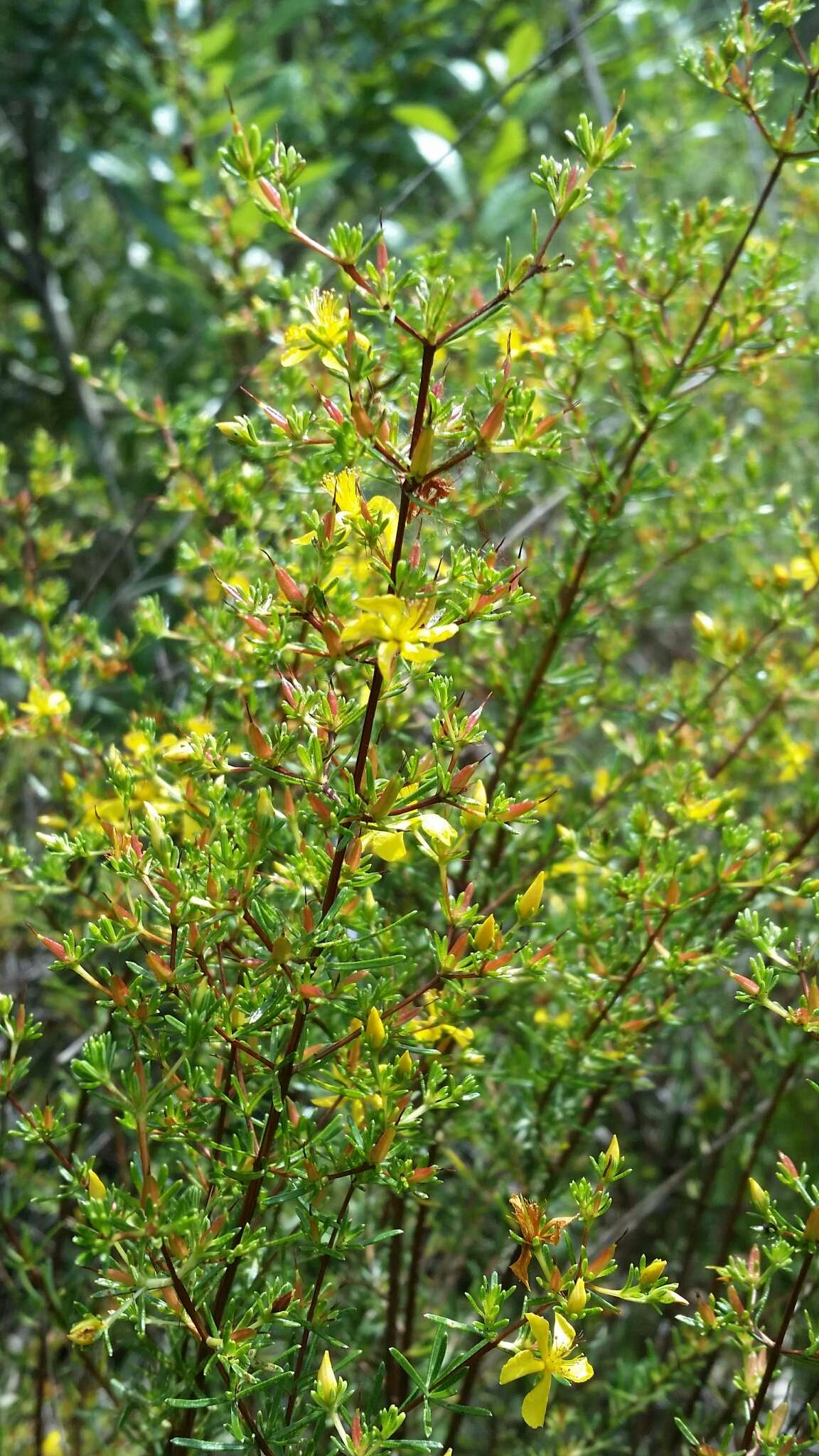 Image of Hypericum limosum Griseb.