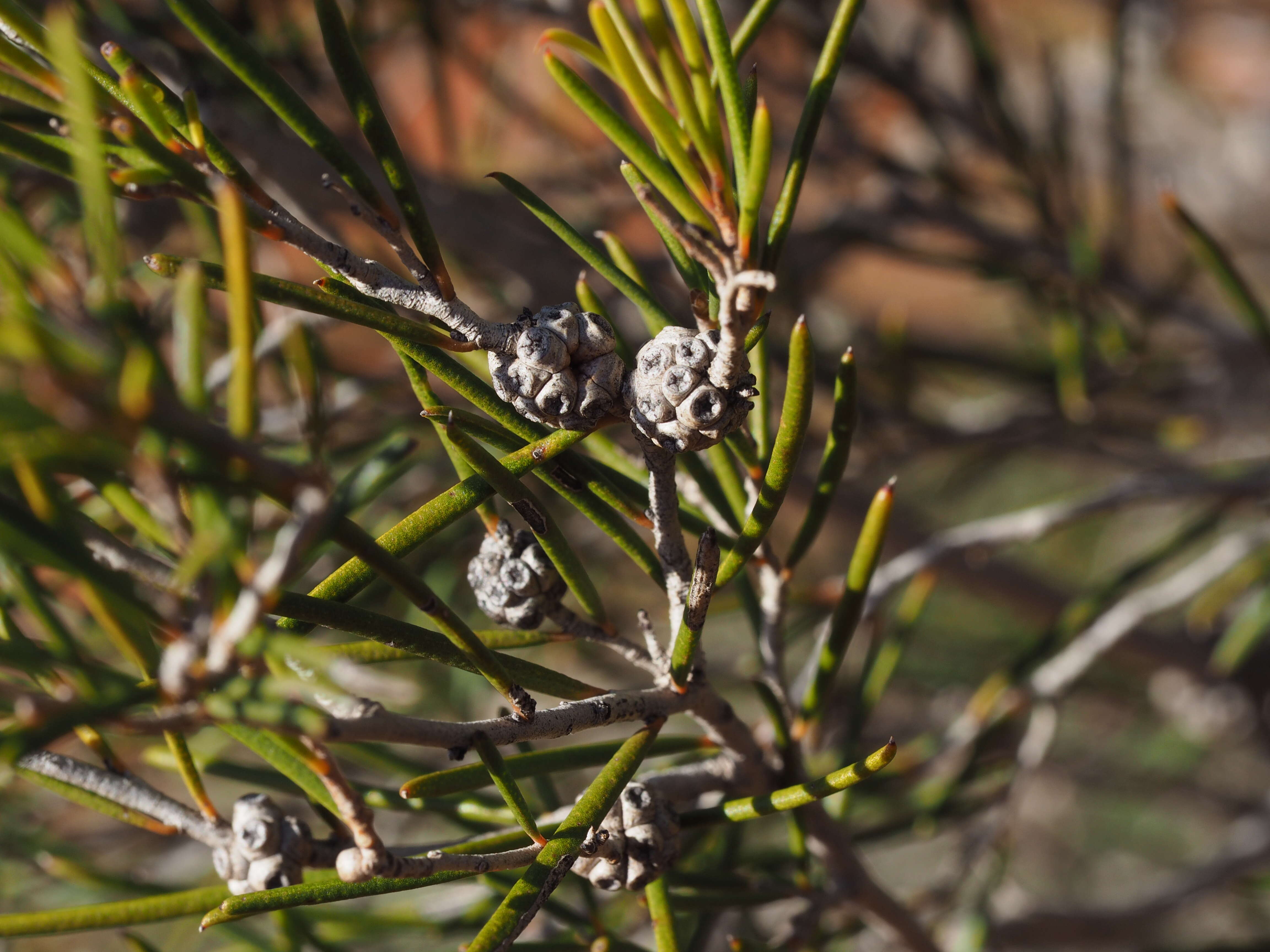 Image of Melaleuca interioris Craven & Lepschi