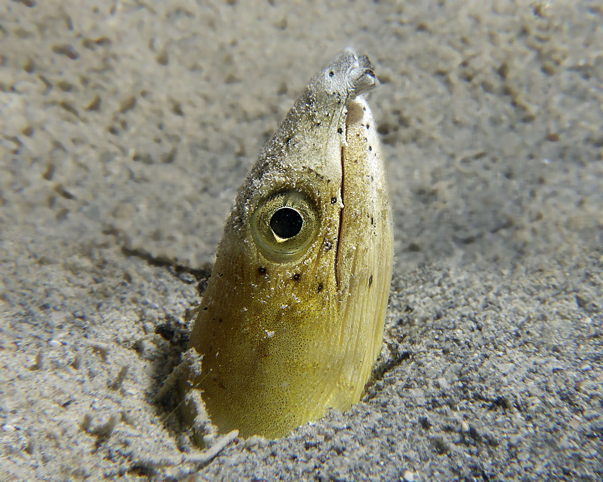 Image of Highfin snake eel