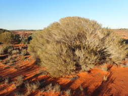 Image of Melaleuca interioris Craven & Lepschi