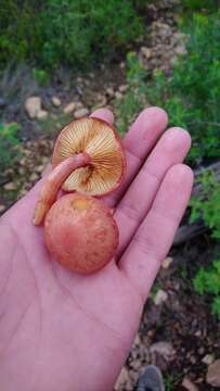 Слика од Gymnopilus subpurpuratus Guzm.-Dáv. & Guzmán 1991