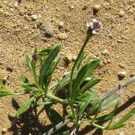 Phyla nodiflora (L.) Greene resmi