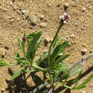 Phyla nodiflora (L.) Greene resmi