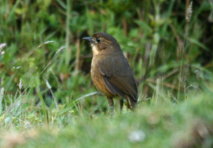 Image of Tawny Antpitta