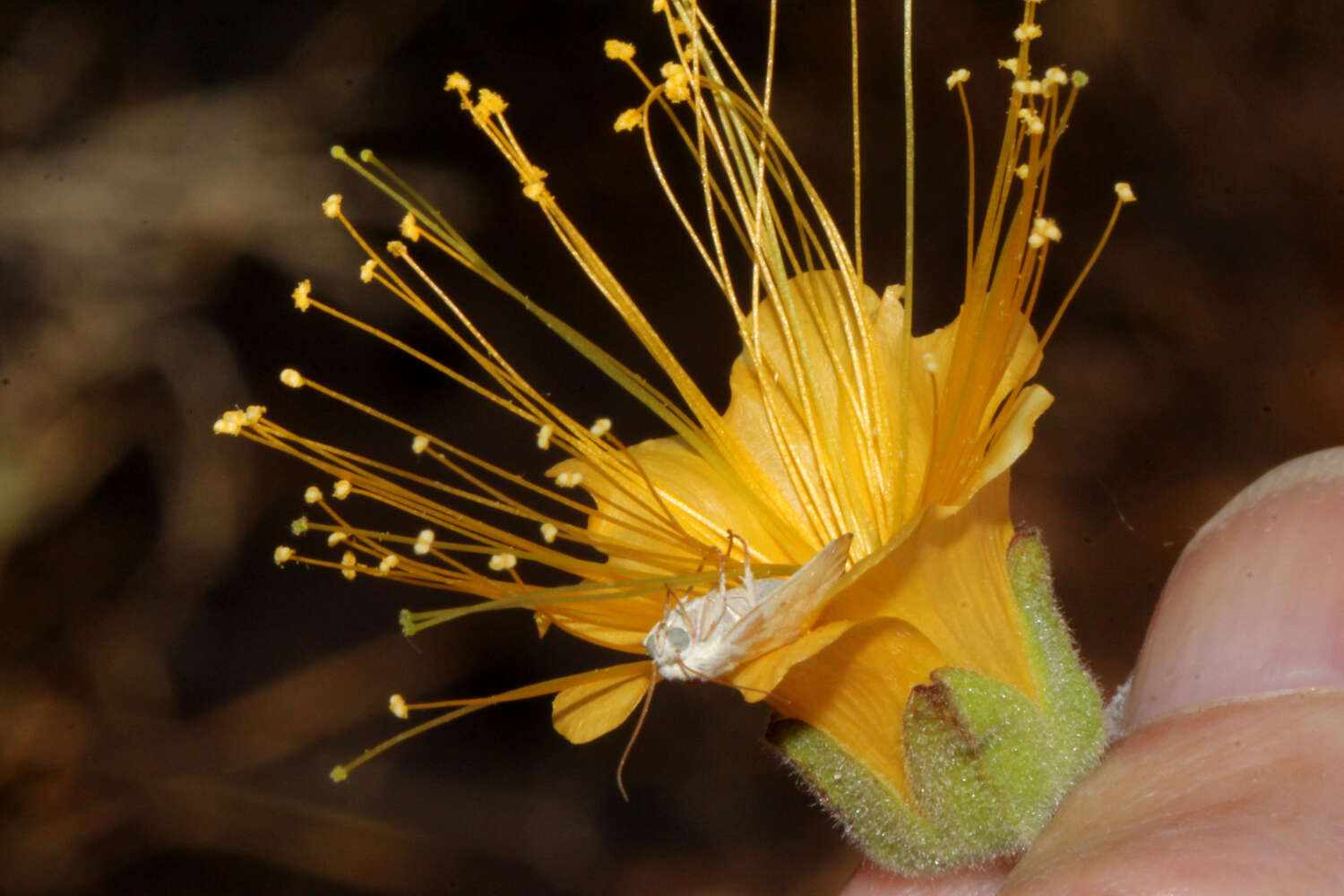 Imagem de Abutilon indicum subsp. indicum