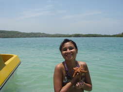 Image of Red cushion sea star