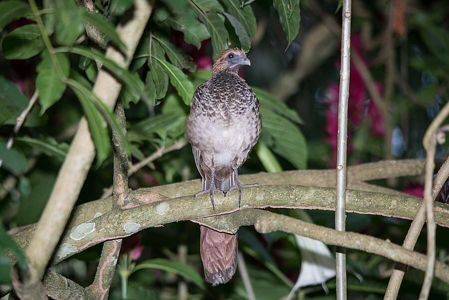 Image of Brazilian Chachalaca